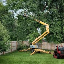Trusted Iowa Colony, TX Tree Services Experts