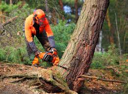Best Utility Line Clearance  in Iowa Colony, TX
