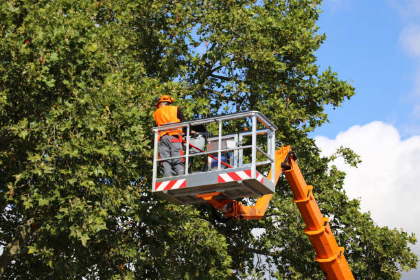 Best Tree Maintenance Programs  in Iowa Colony, TX