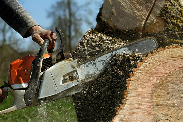 How Our Tree Care Process Works  in  Iowa Colony, TX