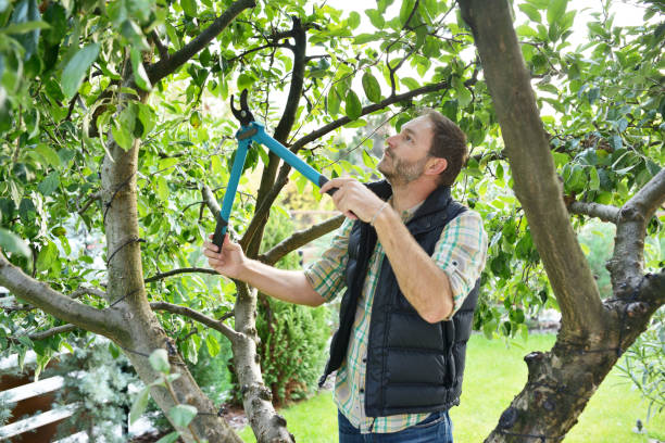 Best Tree Risk Assessment  in Iowa Colony, TX